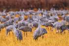 USA, New Mexico, Ladd S. Gordon Waterfowl Complex. Sandhill crane flock in grass. Art Print
